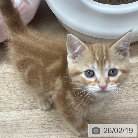 岩手県のアメリカンショートヘアー (ペットプラス 盛岡南店/2025年12月16日生まれ/男の子/レッドタビー)の子猫の4枚目の画像