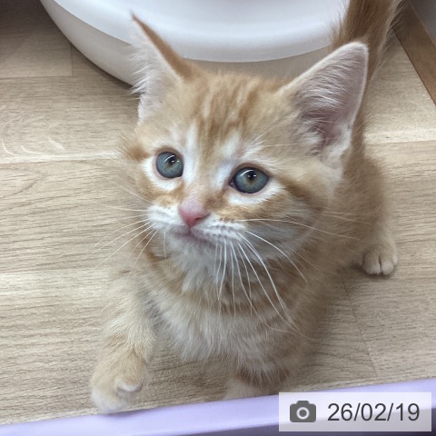 岩手県のアメリカンショートヘアー (ペットプラス 盛岡南店/2025年12月16日生まれ/男の子/レッドタビー)の子猫の3枚目の画像