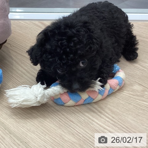 埼玉県のトイプードル(トイ) (ペットプラス 川口店/2025年12月11日生まれ/男の子/ブラック)の子犬の3枚目の画像