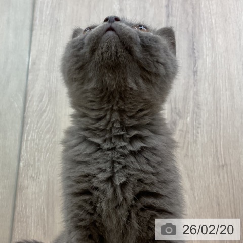 ブリティッシュショートヘアの写真