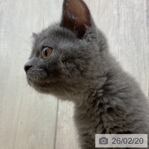 ブリティッシュショートヘアの写真