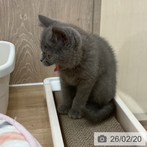 ブリティッシュショートヘアの写真