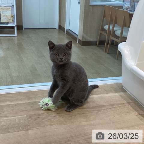 宮城県のブリティッシュショートヘアー (ペットプラス 名取店/2025年12月12日生まれ/女の子/ブルー)の子猫の4枚目の画像
