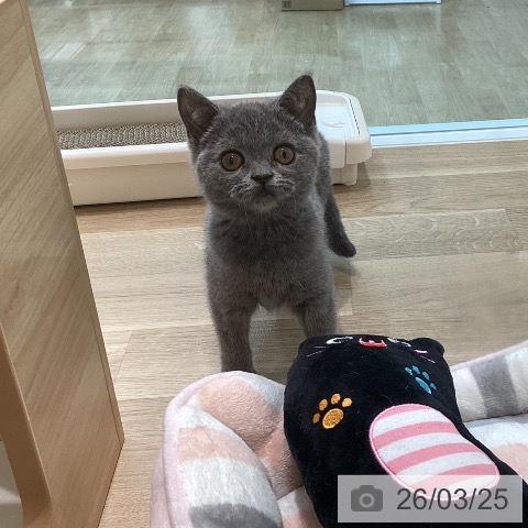 宮城県のブリティッシュショートヘアー (ペットプラス 名取店/2025年12月12日生まれ/女の子/ブルー)の子猫の3枚目の画像