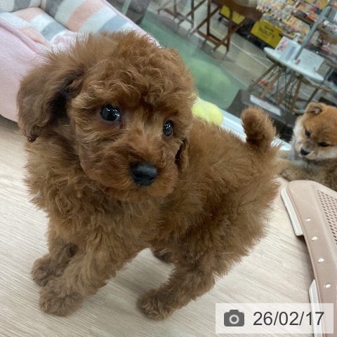 埼玉県のトイプードル(トイ) (ペットプラス 上尾店/2025年12月18日生まれ/男の子/レッド)の子犬の4枚目の画像