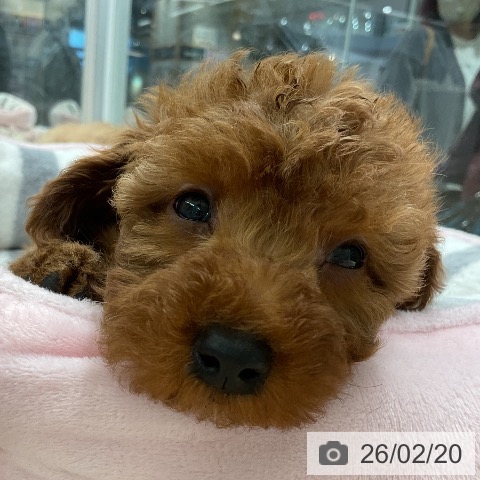 埼玉県のトイプードル(トイ) (ペットプラス 上尾店/2025年12月18日生まれ/男の子/レッド)の子犬の3枚目の画像