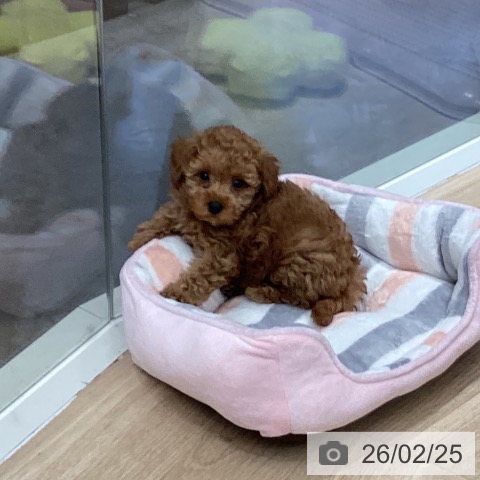 トイ・プードルの写真