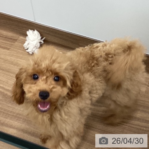 茨城県のトイプードル(トイ) (ペッツワン つくば店/2025年12月18日生まれ/男の子/レッド)の子犬の4枚目の画像