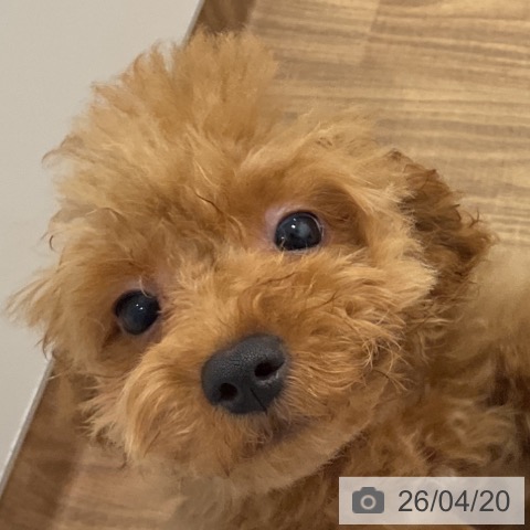 トイ・プードルの写真