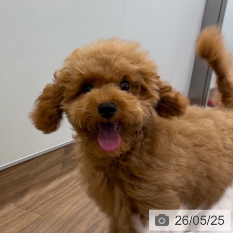 茨城県のトイプードル(トイ) (ペッツワン つくば店/2025年12月18日生まれ/男の子/レッド)の子犬の3枚目の画像