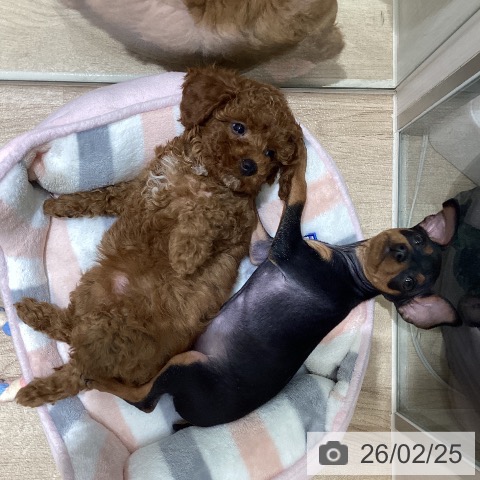 宮城県のトイプードル(トイ) (ペットプラス 仙台上杉店/2025年12月18日生まれ/女の子/レッド)の子犬の3枚目の画像