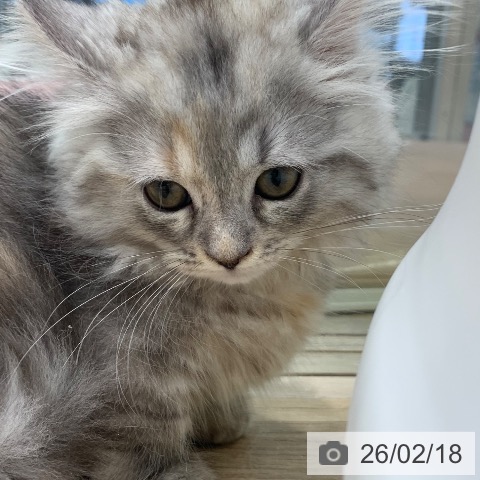 東京都のミヌエット (ペットプラス アクアシティお台場店/2025年12月5日生まれ/女の子/シェーデッドトーティシェル)の子猫の4枚目の画像