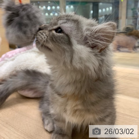 東京都のミヌエット (ペットプラス アクアシティお台場店/2025年12月5日生まれ/女の子/シェーデッドトーティシェル)の子猫の3枚目の画像