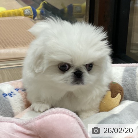 ペキニーズの写真