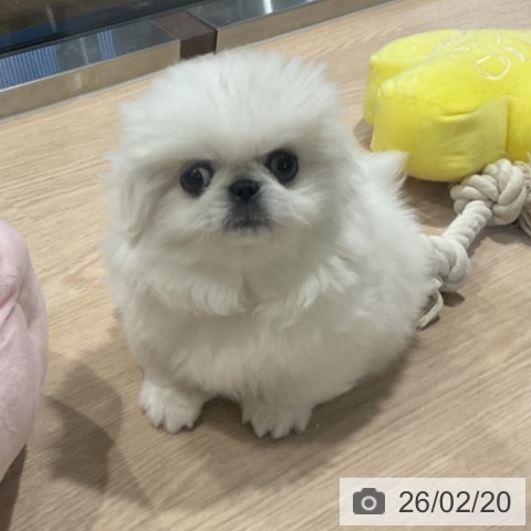 ペキニーズの写真