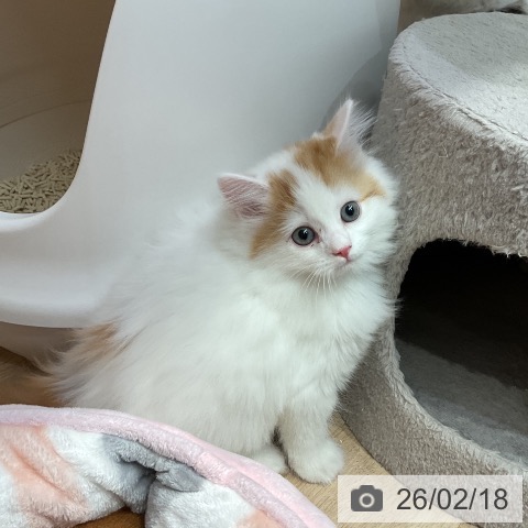 サイベリアンの写真