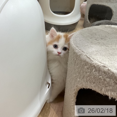 サイベリアンの写真