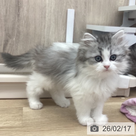 茨城県のサイベリアン (ペットプラス つくば店/2025年12月17日生まれ/女の子/シルバータビーホワイト)の子猫の4枚目の画像