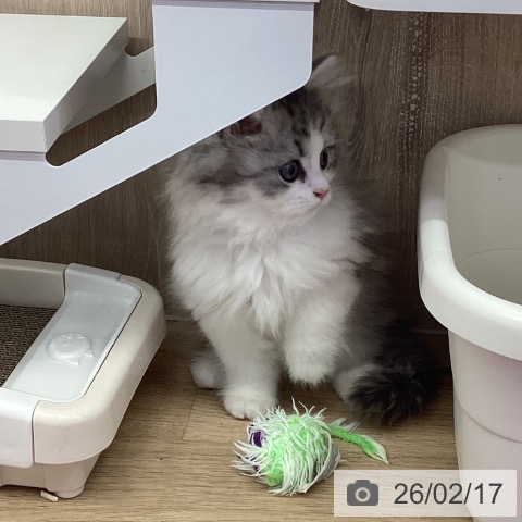 茨城県のサイベリアン (ペットプラス つくば店/2025年12月17日生まれ/女の子/シルバータビーホワイト)の子猫の3枚目の画像