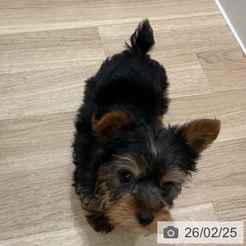 神奈川県のヨークシャーテリア (ペットプラス 天王町店/2025年12月18日生まれ/男の子/スチールブルータン)の子犬の3枚目の画像