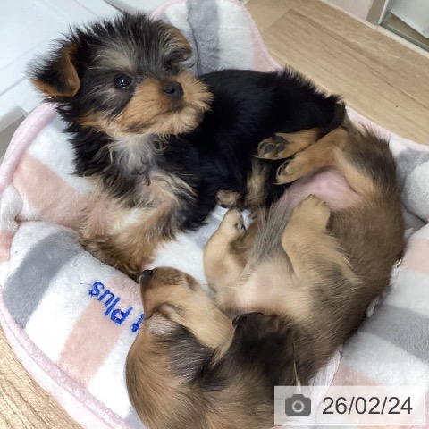 宮城県のヨークシャーテリア (ペットプラス 仙台上杉店/2025年12月18日生まれ/男の子/スチールブルータン)の子犬の4枚目の画像