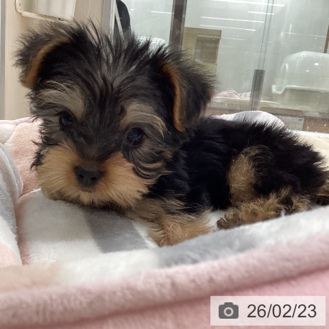 宮城県のヨークシャーテリア (ペットプラス 仙台上杉店/2025年12月18日生まれ/男の子/スチールブルータン)の子犬の3枚目の画像