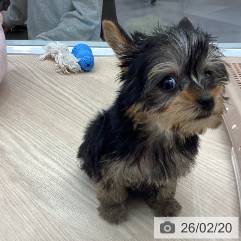 ヨークシャー・テリアの写真