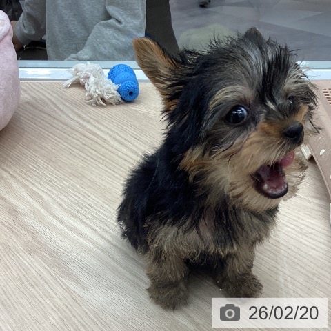 ヨークシャー・テリアの写真