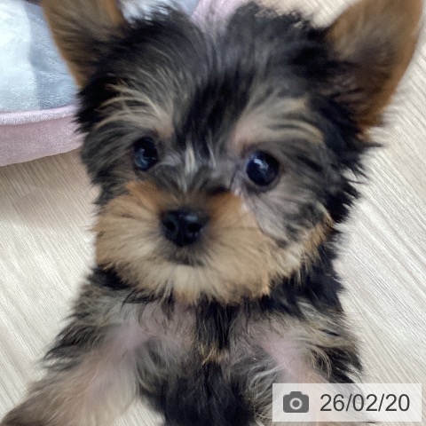 ヨークシャー・テリアの写真