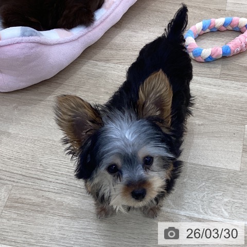 群馬県のヨークシャーテリア (ペットプラス 前橋店/2025年12月18日生まれ/女の子/スチールブルータン)の子犬の3枚目の画像