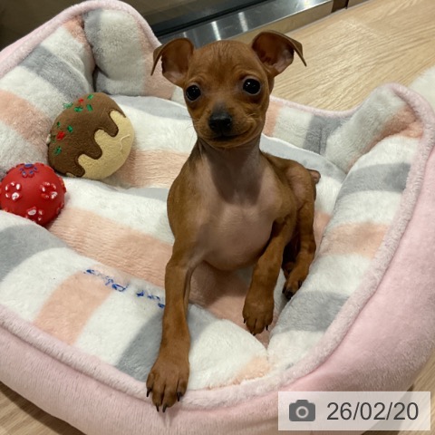 ミニチュア・ピンシャーの写真