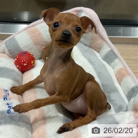 ミニチュア・ピンシャーの写真