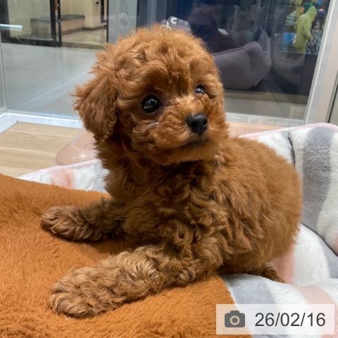 トイ・プードルの写真