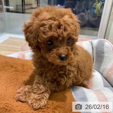 トイ・プードルの写真