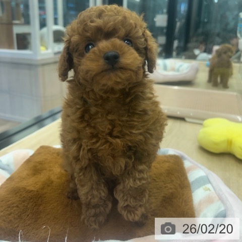 神奈川県のトイプードル(トイ) (ペットプラス 武蔵小杉店/2025年12月18日生まれ/男の子/レッド)の子犬の4枚目の画像