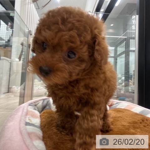 神奈川県のトイプードル(トイ) (ペットプラス 武蔵小杉店/2025年12月18日生まれ/男の子/レッド)の子犬の3枚目の画像