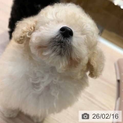 トイ・プードルの写真