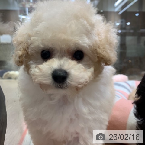 トイ・プードルの写真