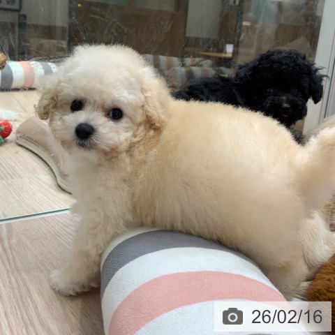 トイ・プードルの写真