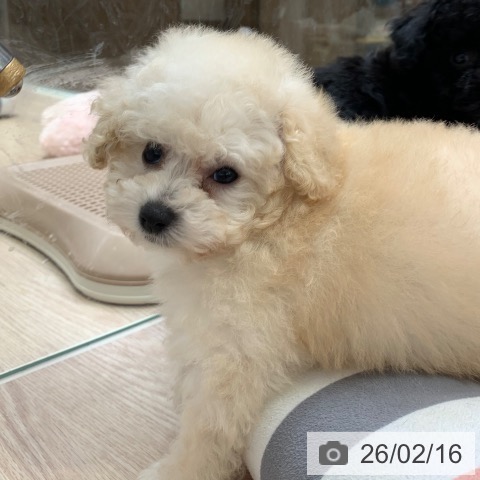 トイ・プードルの写真