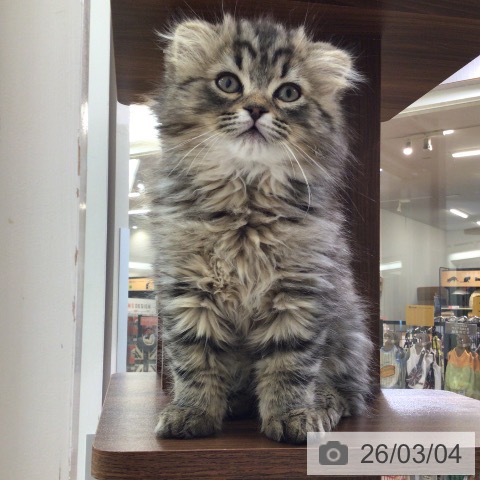 東京都のスコティッシュフォールド (ペットプラス 日の出店/2025年12月16日生まれ/男の子/ブラウンタビー)の子猫の3枚目の画像