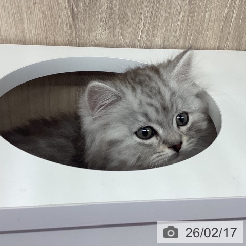 茨城県のスコティッシュフォールド (ペットプラス つくば店/2025年12月16日生まれ/男の子/シルバータビー)の子猫の4枚目の画像