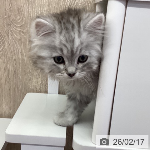 茨城県のスコティッシュフォールド (ペットプラス つくば店/2025年12月16日生まれ/男の子/シルバータビー)の子猫の3枚目の画像