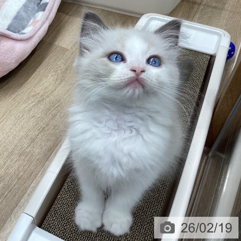 宮城県のラグドール (ペットプラス 仙台上杉店/2025年12月18日生まれ/男の子/ブルーポイントバイカラー)の子猫の4枚目の画像