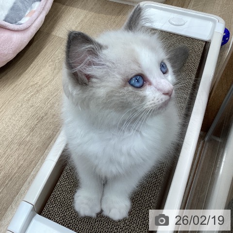 宮城県のラグドール (ペットプラス 仙台上杉店/2025年12月18日生まれ/男の子/ブルーポイントバイカラー)の子猫の3枚目の画像