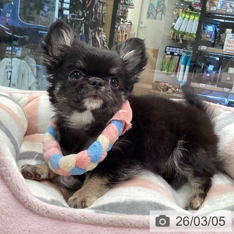 神奈川県のチワワ(ロング) (ペットプラス ゆめが丘ソラトス店/2025年12月5日生まれ/男の子/ブラックタンホワイト)の子犬の4枚目の画像
