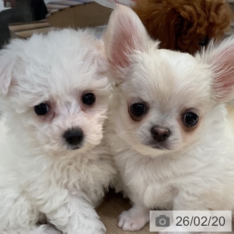 神奈川県のチワワ(ロング) (ペットプラス 湘南平塚店/2025年12月5日生まれ/女の子/クリームホワイト)の子犬の4枚目の画像