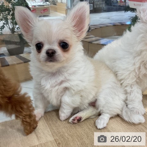 神奈川県のチワワ(ロング) (ペットプラス 湘南平塚店/2025年12月5日生まれ/女の子/クリームホワイト)の子犬の3枚目の画像