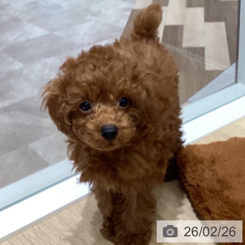 宮城県のトイプードル(トイ) (ペットプラス 名取店/2025年12月19日生まれ/男の子/レッド)の子犬の4枚目の画像