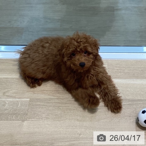 宮城県のトイプードル(トイ) (ペットプラス 仙台泉大沢店/2025年12月19日生まれ/男の子/レッド)の子犬の4枚目の画像